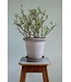Berg Emilia RAW Grey Set 30cm (11"H)