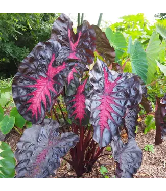 COLOCASIA REDEMPTION # 2