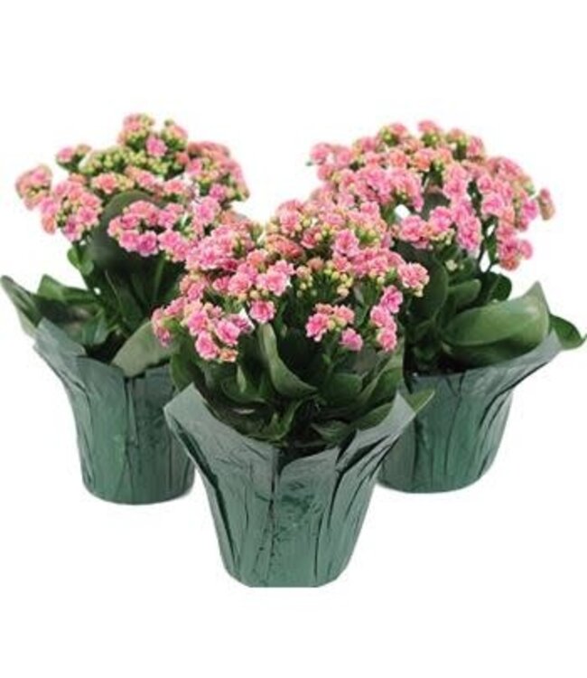 The Plant Shoppe Calandiva Assorted 4.5"