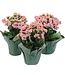The Plant Shoppe Calandiva Assorted 4.5"