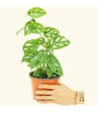 Monstera Swiss Cheese 6"