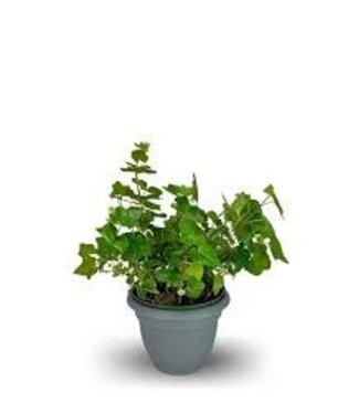 Ivy Asst 6"