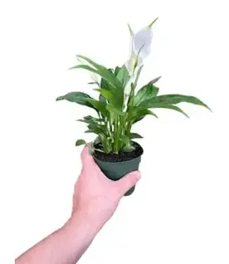 Spathiphyllum 4" (peace lily)