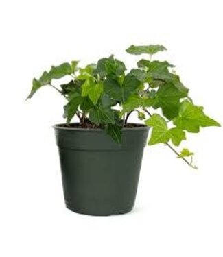 Ivy Green 4"