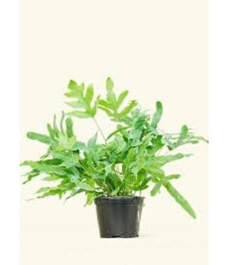 Fern Blue Star Indoor 6"