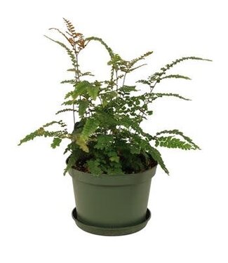 Maidenhair Rosy Fern 6"