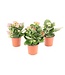 The Plant Shoppe Kalanchoe Premium Asst. 4"