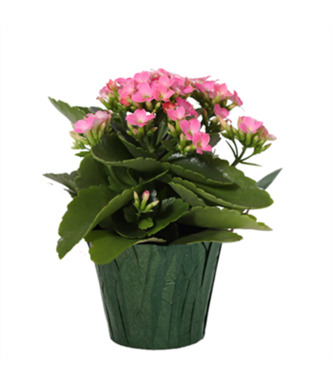The Plant Shoppe Kalanchoe Premium Asst. 4"
