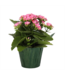 The Plant Shoppe Kalanchoe Premium Asst. 4"