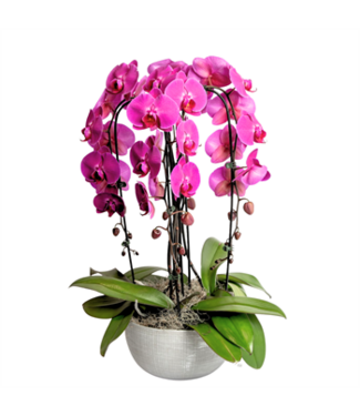 Large Casa Orchid Waterfall Garden 10"