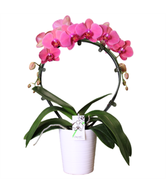5" Phal. Orchid Infiity Circle