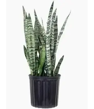 Sansevieria-Zeylanica 10"