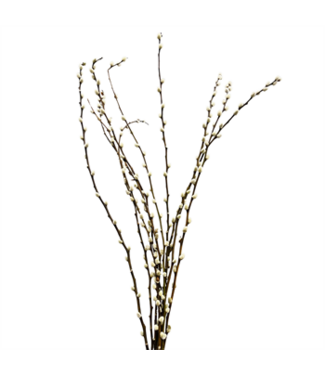 Pussy Willow Stem 4ft