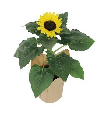 Sunflower 6"
