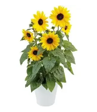Sunfinity Sunflower 1G