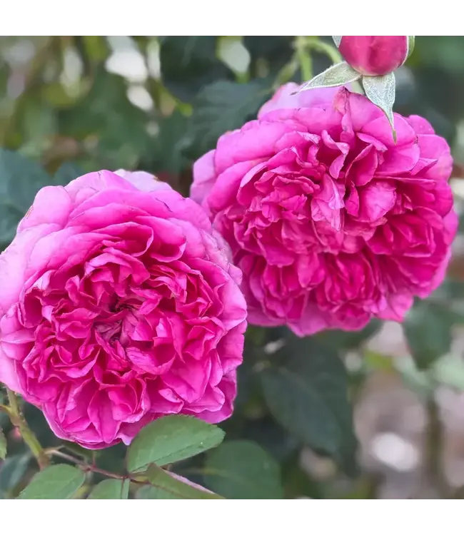 David Austin Rose Princess Anne 3G