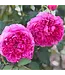 David Austin Rose Princess Anne 3G