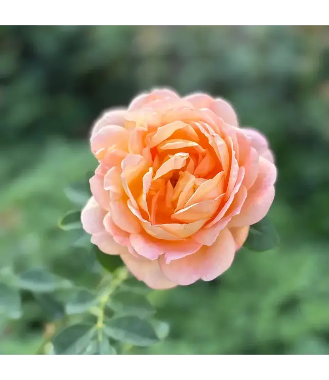 David Austin Roses David Austin Rose Lady of Shallot 3gal