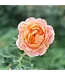 David Austin Roses David Austin Rose Lady of Shallot 3gal