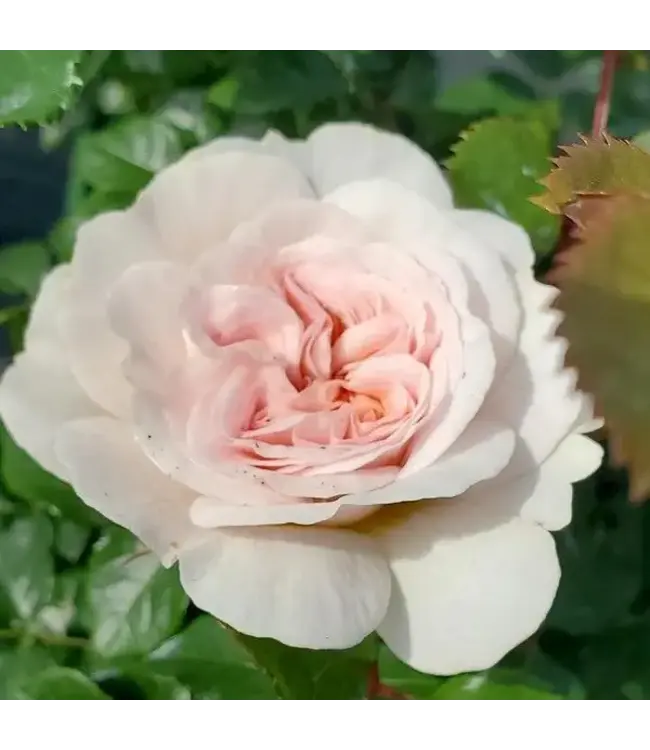 David Austin Rose - Emily Bronte 3G