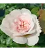 David Austin Rose - Emily Bronte 3G