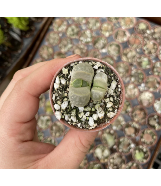 Lithops (Living Stone) 2.5"