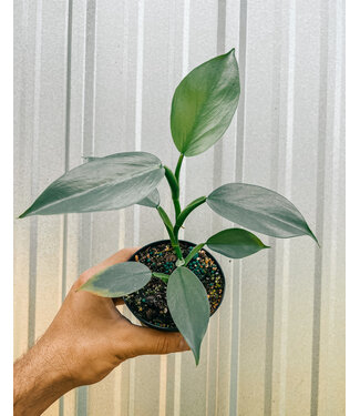 The Plant Shoppe Silver sword Philodendron 6"