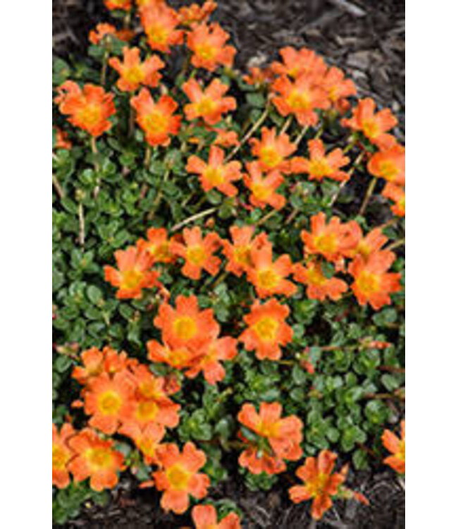 Proven Winner Portulaca Mojave PW 6"