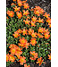 Proven Winner Portulaca Mojave PW 6"