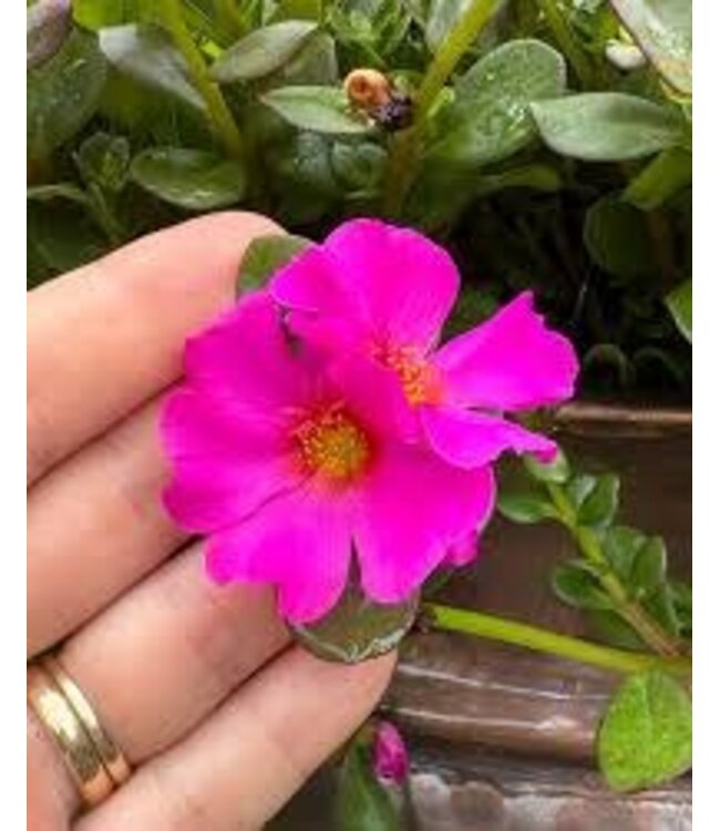 Proven Winner Portulaca Mojave PW 6"