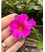 Proven Winner Portulaca Mojave PW 6"
