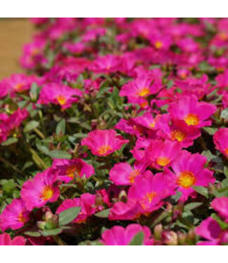 Proven Winner Portulaca Mojave PW 6"