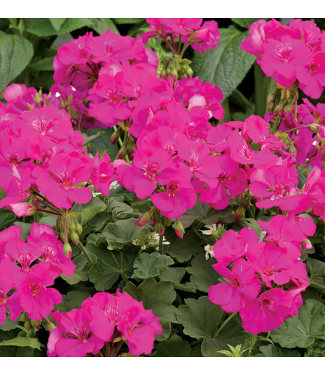 Proven Winner Geranium asst 6"