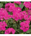 Proven Winner Geranium asst 6"