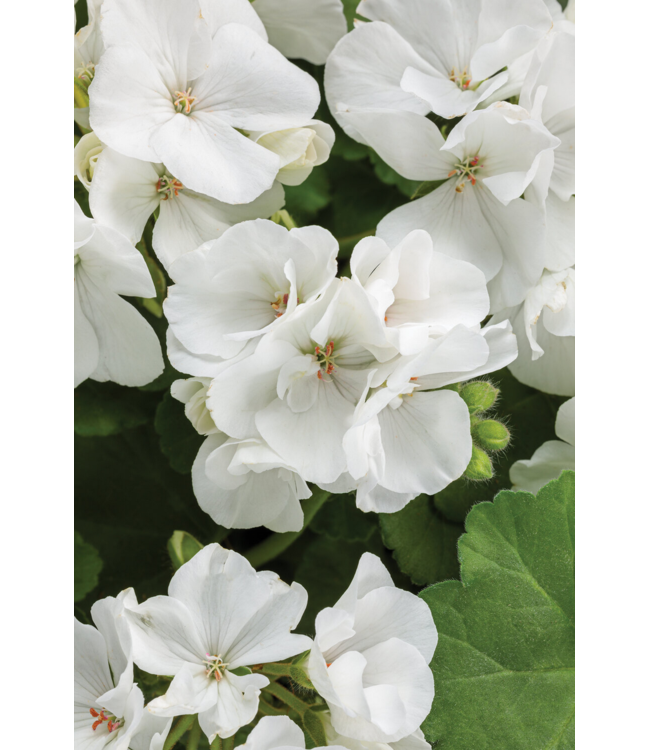 Proven Winner Geranium asst 6"