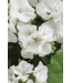Proven Winner Geranium asst 6"