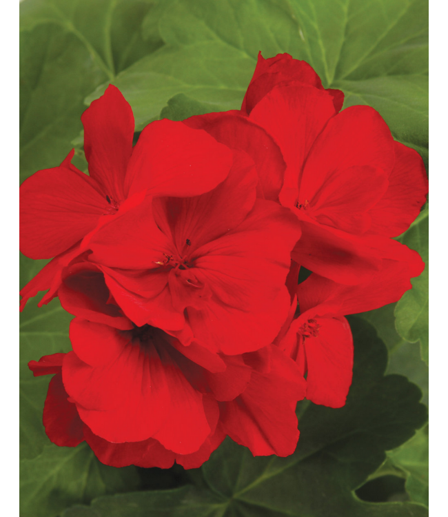 Proven Winner Geranium asst 6"
