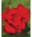 Proven Winner Geranium asst 6"