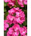 Proven Winner Geranium asst 6"