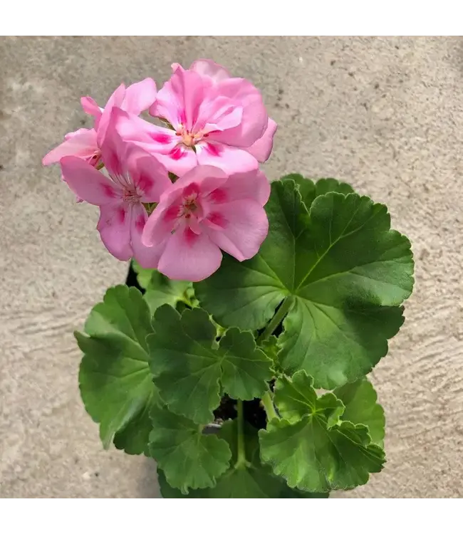 Proven Winner Geranium asst 6"