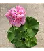 Proven Winner Geranium asst 6"
