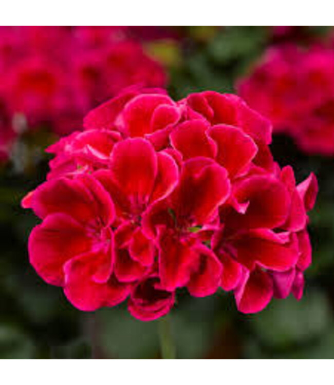 Proven Winner Geranium asst 6"