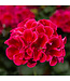 Proven Winner Geranium asst 6"