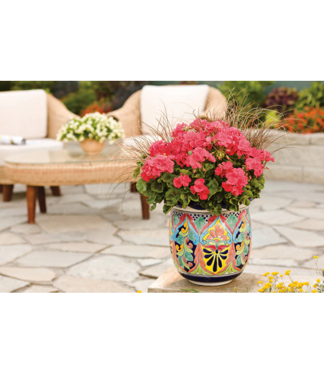 Proven Winner Geranium asst 6"