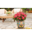 Proven Winner Geranium asst 6"