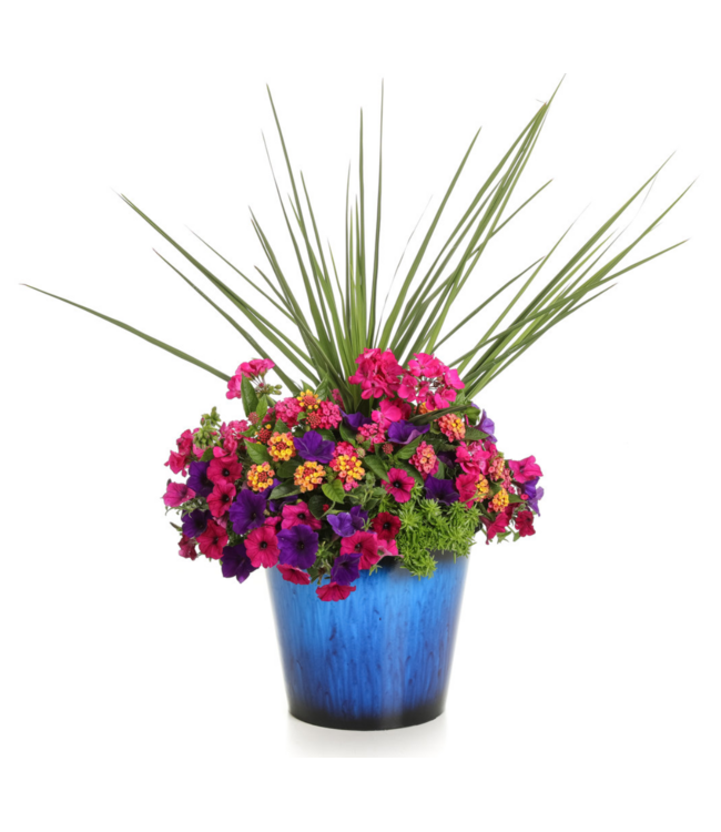 Proven Winner Geranium asst 6"