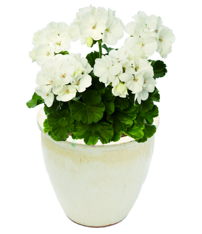 Proven Winner Geranium asst 6"