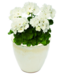 Proven Winner Geranium asst 6"