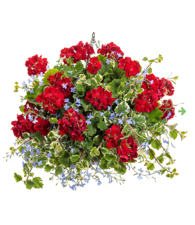 Proven Winner Geranium asst 6"