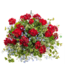 Proven Winner Geranium asst 6"